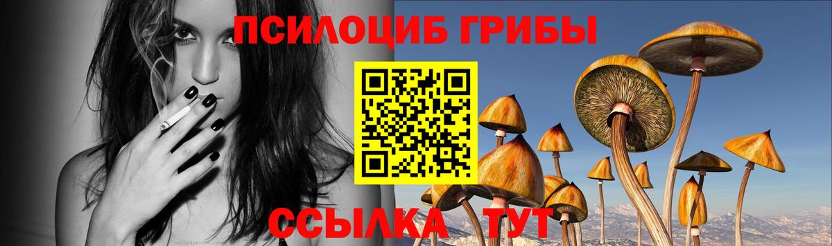 Галлюциногенные грибы Psilocybe Тверь